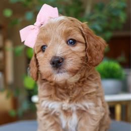 April - Apricot female Goldendoodle puppy in Salado, Texas from Red Ranch Dogs