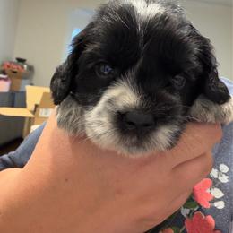 Lizzie - Black female Australian Labradoodle puppy in Denton, Texas from Liberty Hill Labradoodles