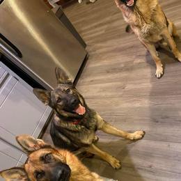 German Shepherd All Grown Up from Angel Oak German Shepherds