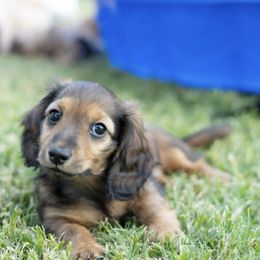 Dachshund Puppies from Rising Dawn Dachshunds