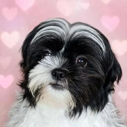 AKC Vivian - Black and white female Shih Tzu puppy in Jacksonville, North Carolina from Charming Southern Shih Tzu