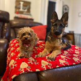 German Shepherd Puppies from 501 Shepherds