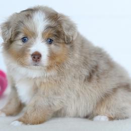 Willow - Red merle female Toy Australian Shepherd puppy in Ellsinore, Missouri from Shebang Aussies