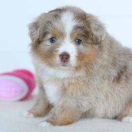 Willow - Red merle female Toy Australian Shepherd puppy in Ellsinore, Missouri from Shebang Aussies