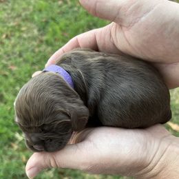 Purple - Brown female Cocker Spaniel puppy in Palestine, Texas from Chocolate Cocker Spaniels