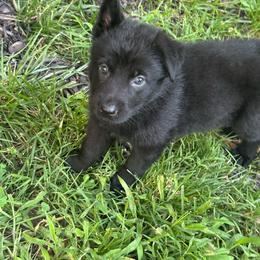 Girl 1 - Black female German Shepherd puppy in Brandywine, Maryland from Lucky Z Ranch