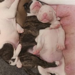 American Bulldog Puppies from Ferocia Kennels