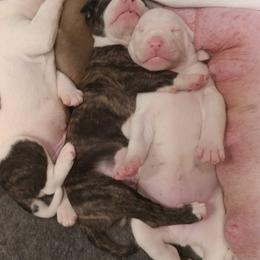 American Bulldog Puppies from Ferocia Kennels