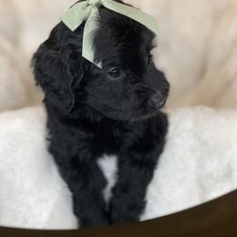 Bella - Black female Labradoodle puppy in San Antonio, Texas from I Love U Back Labradoodles, LLC