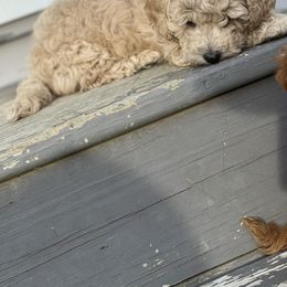 Poodle Puppies from Breahna Snay