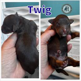 Twig - Brown male Bernedoodle puppy in Banner Elk, North Carolina from Walnut Tree Bernedoodles
