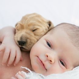 Goldendoodle and Golden Retriever Puppies from Golden Retrievers and Doodles from Heaven