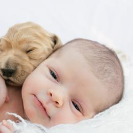 Goldendoodle and Golden Retriever Puppies from Golden Retrievers and Doodles from Heaven