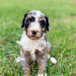 Sunshine with training - Phantom male Bernedoodle puppy in Boonville, North Carolina from Doods & Dolls