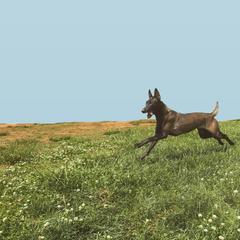 Belgian Malinois All Grown Up from E-Quality Kennels