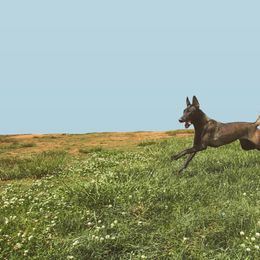 Belgian Malinois All Grown Up from E-Quality Kennels