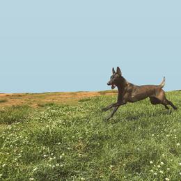 Belgian Malinois All Grown Up from E-Quality Kennels