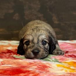 Nemo - Cream male Dachshund puppy in Dothan, Alabama from Little House Pups