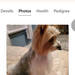 Rhadae skakti - Parti female Yorkshire Terrier puppy in Ocala, Florida from Jaydas pawsome paws