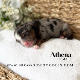 Athena - Blue merle female Bernedoodle puppy in Murrieta, California from Brookside Bernedoodles