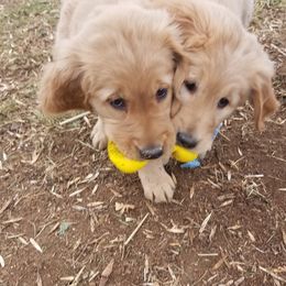 Golden Retriever Puppies from Goldens of Hamm Hollow