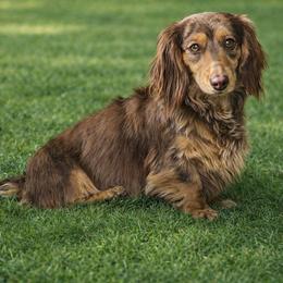Liberty - Dachshund