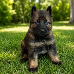 Lime Collar - Sable female German Shepherd puppy in Casscoe, Arkansas from Crown H Shepherds