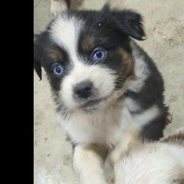 Clark - Black tri-color male Australian Shepherd puppy in Almo, Kentucky from Riley's Paw Pals