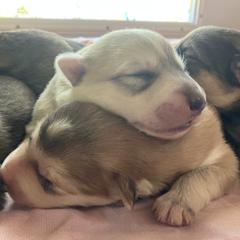 Native American Indian Dog Puppies from Seven Sisters Canids