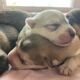 Native American Indian Dog Puppies from Seven Sisters Canids