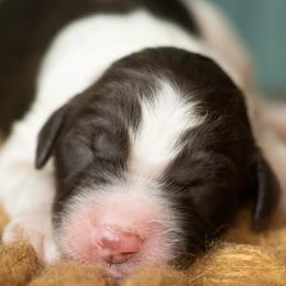 Black - Brown and white male Sheepadoodle puppy in Youngstown, Florida from Wonderland’s Boujie Kennels