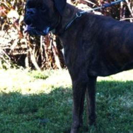 Boxers from Hogan Creek Boxers