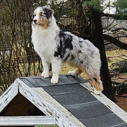 Deuce - Australian Shepherd