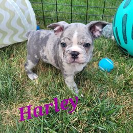 Cavalier King Charles Spaniel and French Bulldog Puppies from Pugs, Frugs and Frenchies