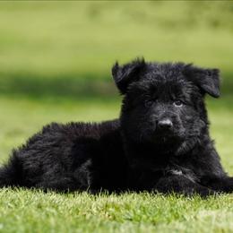 Red Ribbon - Black male German Shepherd puppy in Howard City, Michigan from Sherman's Shepherds