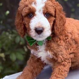 Pomodoro - Red  male Goldendoodle puppy in Miami, Florida from Jade’s Paws & Co. Of Miami LLC