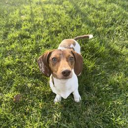 Honey - Dapple female Dachshund puppy in Red Bluff, California from Wildflower Weenies