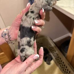 Creek - Gray (blue) male Dachshund puppy in Heber Overgaard, Arizona from Sonoran Doxies