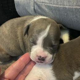 Lightning McQueen - Blue brindle male American Staffordshire Terrier puppy in Monroe, Georgia from Irresistibull Staffords