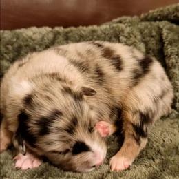 Sunny - Blue merle male Australian Shepherd puppy in Lubbock, Texas from Barn Raised Aussies
