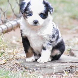 "Zoom puppy" Toy Australian Shepherd Puppies from Rafter O Mini and Toy Aussies