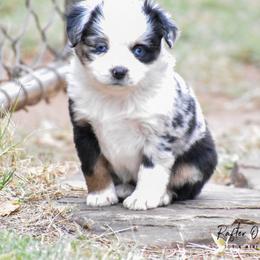 "Zoom puppy" Toy Australian Shepherd Puppies from Rafter O Mini and Toy Aussies
