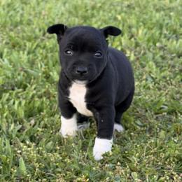Boy 2 - Black and white male Rat Terrier puppy in Bee Branch, Arkansas from Rust Creek