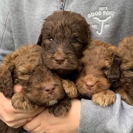 Bernedoodle Puppies from Joy's Dood Ranch