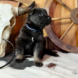 Kolt - Bi-color male German Shepherd puppy in Beech Grove, Arkansas from Ze Zadnich lesu