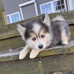 Wolf - Black and white male Pomsky puppy in Bucyrus, Missouri from Hill Top Pomskies