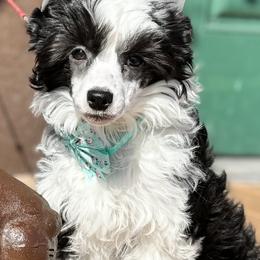Squid - Black and white female Chinese Crested puppy in New Smyrna Beach, Florida from FronkLinn Kennel