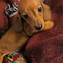 Dachshund Puppies from Samantha Spanton