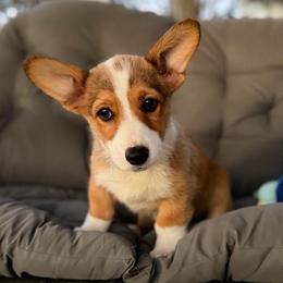 Lola - Sable female Pembroke Welsh Corgi puppy in Dobson, North Carolina from Clover S Farm