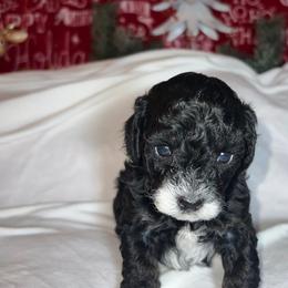 Santa - Black male Poodle puppy in Fairburn, Georgia from The Real Dog Breeders of Atlanta (peachy poodles)